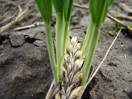 sprouted wheat seeds on the spikeletの写真素材
