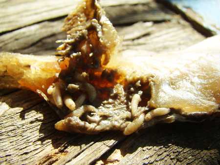 meat fly larva eating dead flesh
の写真素材