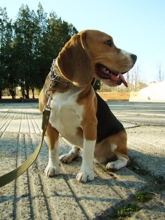 beagle-hunting breed of dogs bred in the UK.の写真素材