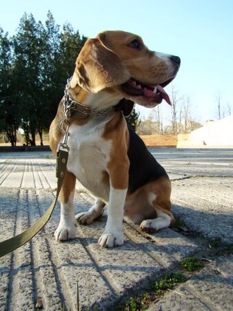 beagle-hunting breed of dogs bred in the UK.の写真素材