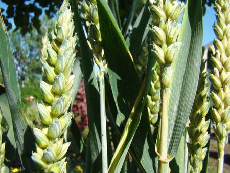 Wheat photo close-up,grows, matures on the fieldの写真素材