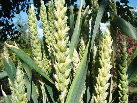 Wheat photo close-up,grows, matures on the fieldの写真素材
