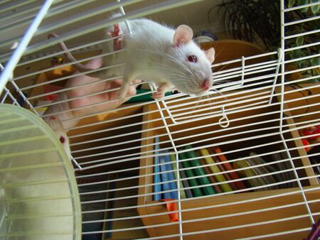 rat white pet in cage close-up photoの写真素材