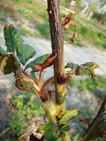 rose frostbitten plant outgrowth in spring close upの写真素材