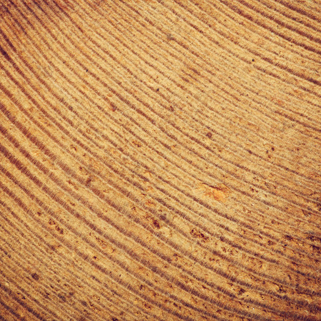 Old wood plank texture background macro shotの写真素材