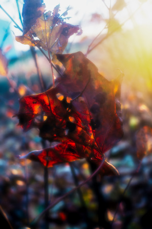 The red maple leaf in backlight sun. Photo processed in the lens style monocle.の写真素材