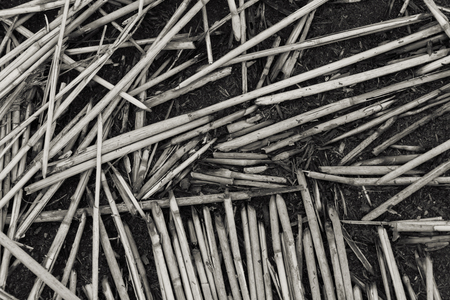 Abstract black and white background is from a coal fire and unburned dry stalks of plants
