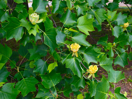 Flowers on tulip tree in its natural habitatの写真素材