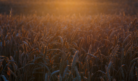 Field with ripe cereals at sunset. The spikes are illuminated by the backlight of the setting sun. Agriculture  backgroundの写真素材