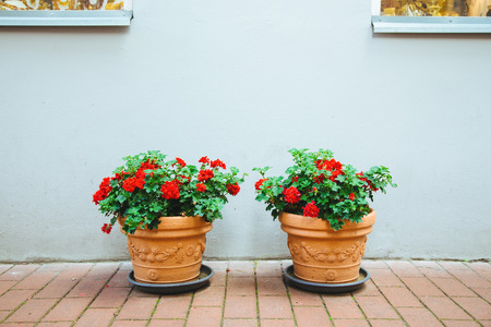 Two flowerpots with red flowers decorate the front of the houseの写真素材