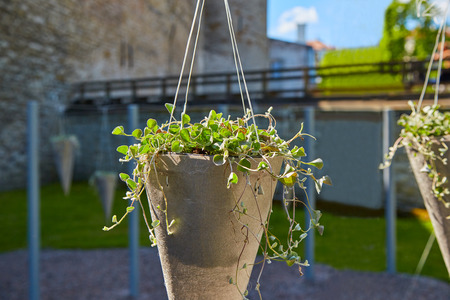 Hanging flower pot with plant. The background is blurredの写真素材