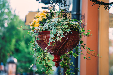 Flower pot with yellow flowers hang on the street. Focus on the foregroundの写真素材