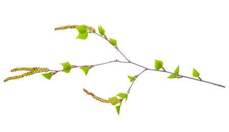 Branch of birch with young green leaves and earrings isolated on white backgroundの写真素材