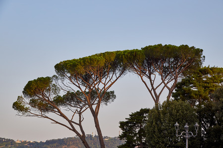 Italian stone pine in Rome sunlit against the background of the evening sky
の写真素材