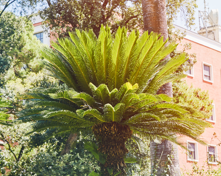 From below shot of green palm tree in lush bushes against blue skyの写真素材