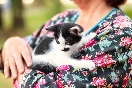 The black-and-white kitten sits on the woman's arms and looks awayの写真素材