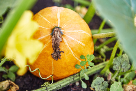 Fresh and ripe yellow pumpkin in vegetable garden, view from aboveの写真素材