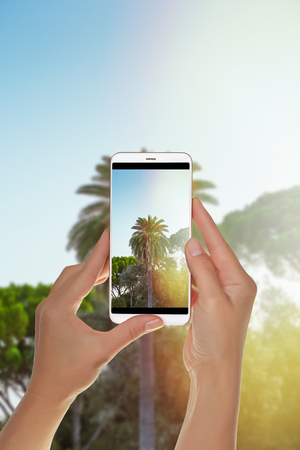 A tourist is taking a photo of the green palm tree is photographed with side flare by the sun on a mobile phoneの写真素材