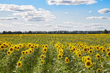 Vast field with yellow sunflowers located against blue sky with white flowers on sunny day in countrysideの写真素材