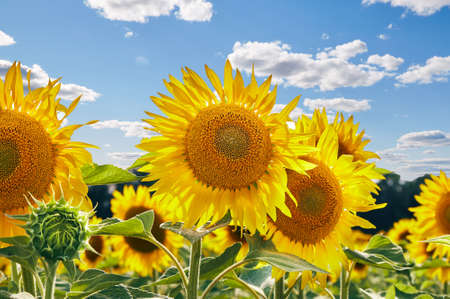 Sunflowers with seeds and bright yellow petals growing in agricultural field against cloudy blue skyの写真素材