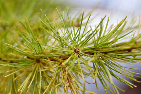 Selective focus of coniferous tree twig with verdant needles on blurred background