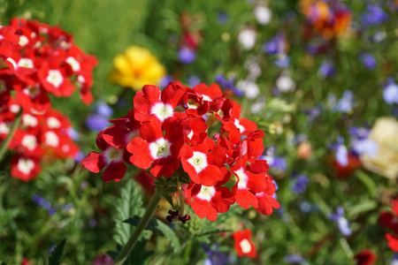 red flowers blooming in the garden, a carpet of flowersの写真素材