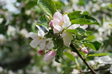 Light pink Apple blossom, the garden's flowering treesの写真素材