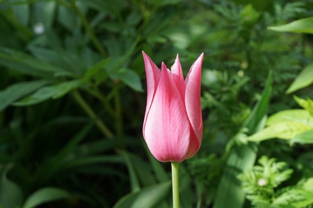 pink white Tulip flower in garden outdoor with a green backgroundの写真素材