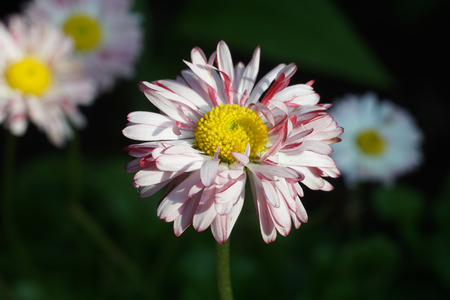 white and pink Daisy flower in the garden outdoors in the sunの写真素材
