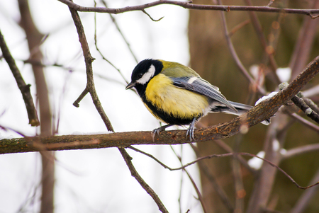 yellow bird sitting on a branch against the background of tree branchesの写真素材