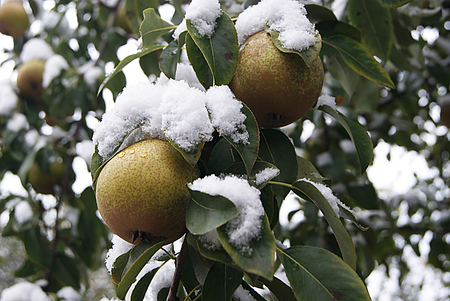 pears hanging on a tree branch under the white snowの写真素材