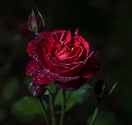 Rose red in full bloom, beautiful roses with tonal shift to the Red tips of petals, drops on the petalsの写真素材