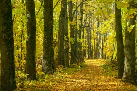 autumn landscape with trees, alley and trees along the path
