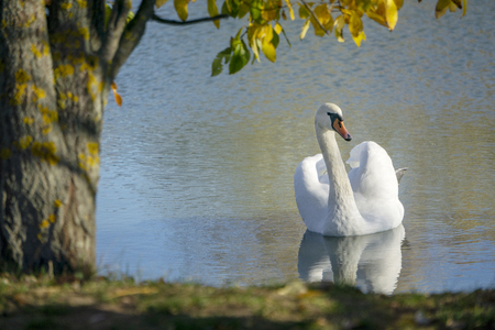 beautiful white Swan floating on the lake, autumn, foliageの写真素材