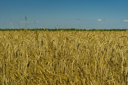 ears of rye on the field, blue skyの写真素材