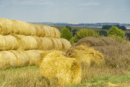 yellow bales of straw, trees and fieldの写真素材