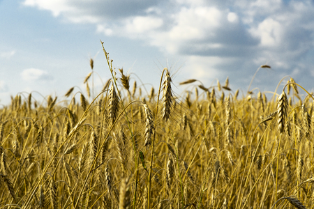 ears of wheat on the field, blue sky with cloudsの写真素材