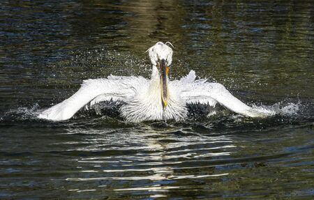 white Pelican bird swimming in the pondの写真素材