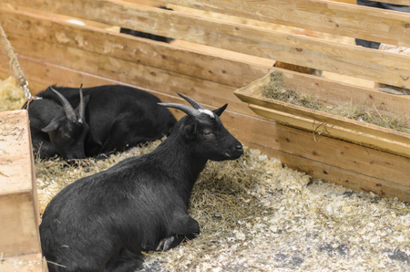Black goat lying on sawdust in a wooden cage.の写真素材
