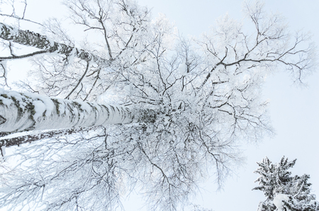 Snowy trees in winter forest with a beautiful light, view from belowÑの写真素材