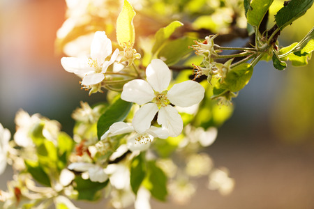 blossoming apple treeの写真素材