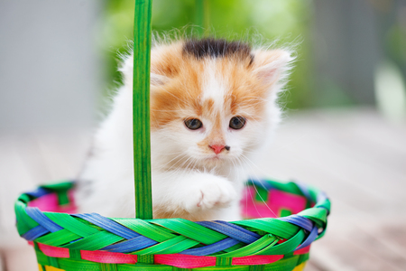 Kittens in a colorful basketの写真素材