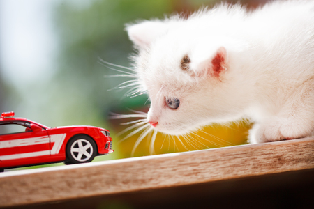 Kitten and toy carの写真素材