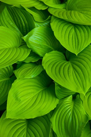 Background of the hosta leavesの写真素材