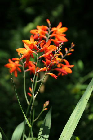 Orange flowers in the garden. Selective focus and shallow depth of field.の写真素材