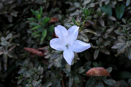 White flower blooming in the garden.の写真素材