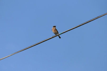 bird sitting on a wire against the blue sky, closeup of photoの写真素材