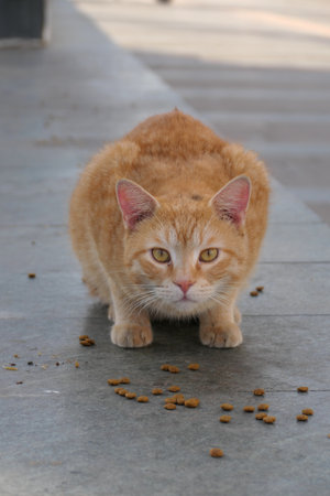 ginger cat eating dry food on the floor in the garden.の写真素材
