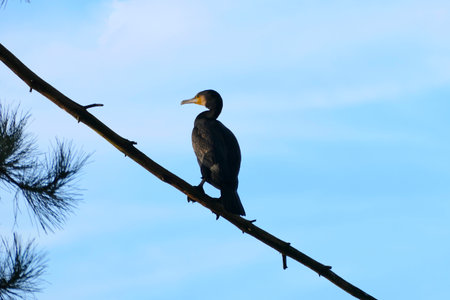 The great cormorant (Phalacrocorax carbo) perched on a branchの写真素材