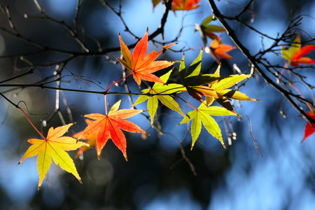 Maple leaves in autumn season